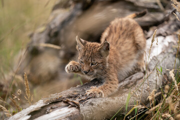Wall Mural - Lynx cub sharpening its claws on the trunk of a fallen tree