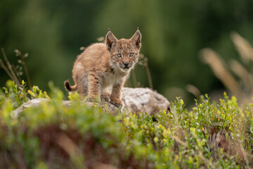 Wall Mural - Lynx cub looking ahead to the camera.