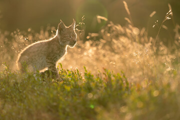 Wall Mural - Lynx cub sitting from profile side in tall grass in the golden light of the sunset.