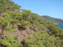 Panorama Of The Slope Of The Mountain Range Covered With Lush Green Vegetation Under The Hot Sun At Noon.