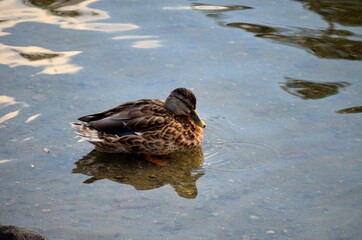 beautiful female mallard duck looking for food in clear summer pond