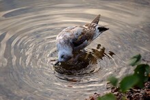 Seagull Diving For Food In Pond