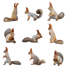 Set With Cute Squirrels On White Background