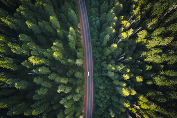 Wall Mural - drone view of coniferous forest