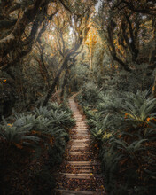 Jungle Path In NZ