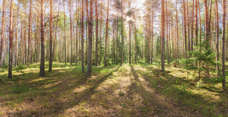 Wall Mural - panoramic landscape of the pine forest sun rays through the branches of trees.