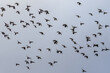 Flight of a flock of doves on a background of a cloudy sky