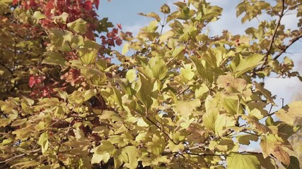 Wall Mural - Yellow and green leaves. Morning in the autumn park.