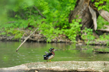 Wood Duck On Log With Scenic Background In Spring