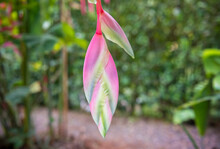 Heliconia Pink Exotic Flower In Costa Rica.