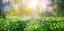 Beautiful White Flowers Anemones In Spring And Shining Bright Sun In Nature In Forest . Spring Morning Forest Landscape With Flowering Primroses, Soft Selective Focus In Foreground.