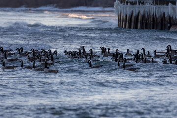 Sticker - Flock of Canada geese on the waves. Night scene from shore   of lake Michigan.