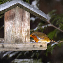 Selective Focus Shot Of A Robin On A Birdhouse
