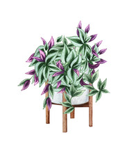 Wandering Jew,, Houseplant In The Pot, Isolated On White Background. Watercolor Potted Plant Illustration. Home Decor.
