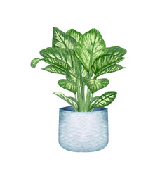 Differnbachia, houseplant in the pot, isolated on white background. Watercolor potted plant illustration. Home decor