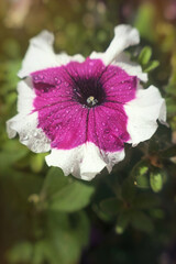 Wall Mural - Pink blooming petunia in the spring morning sun	