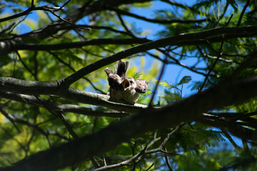 bird on tree