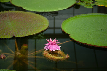 Flower Victoria Amazonica, Victoria amazonica, lilac color between floating round leaves in the shape of a plate on a clear Sunny day. The nature of the subtropics.