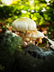 Poster - Vertical shot of white wild mushrooms