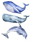 Fototapeta Dziecięca - Watercolor blue whale, cachalot and dolphin isolated on white background. Watercolour animals isolated on white background.