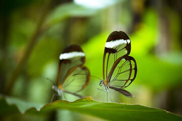 Two greta oto butterflies on green tree leaf