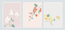Botanical Poster Template Design, Bougainvillea In Different Color