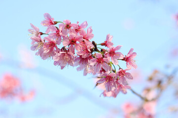 Wall Mural - sukura flowers blooming with blue sky in the winter season at chiang rai north ￼of thailand. real fl