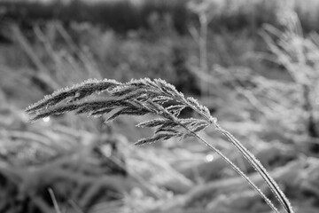 Frozen winter plants in the early morning