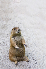 Wall Mural - Black tailed prairie dog is sit down on sand