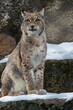 The lynx sits on a rock and looks ahead