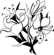Flower Lily Sketch Bouquet Hand Drawing For Design