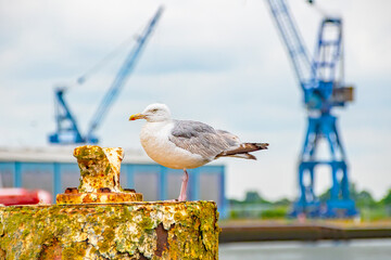 Möwen, Binnenhafen Husum, Hafenkran, Wattenmeer, Nordfriesland - bezauberndes Reiseziel 