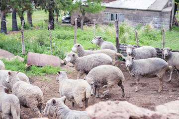 sheep and lamb