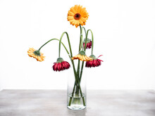 One Fresh Orange Gerbera Flower Among The Withered Gerbera. The Concept Of True Love.