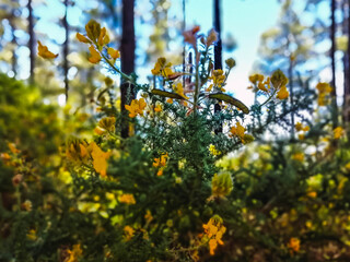 Wall Mural - yellow flowers in spring