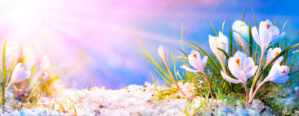 Abstract Spring Concept - Crocus Flowers In blooming With Sunlight - obrazy, fototapety, plakaty 