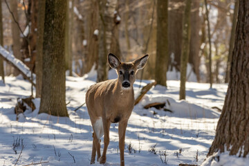 Poster - White-tailed deer. Older hind in snowy forest