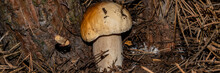 White Mushroom On The Background Of Pine Roots And Soil.