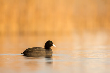 Wall Mural - Eurasian coot (Fulica atra) or common coot, black coot in rail and crake bird family, Rallidae, Gruiformes, freshwater lakes and ponds water hen