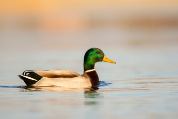 Wall Mural - Mallard (Anas platyrhynchos), wild duck male swimming in the river Drava in natural habitat, a common dabbling duck, Anseriformes, Anatidae