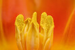 © PeWi - extreme close up of stamens inside a yellow, red, tulip flower in bloom