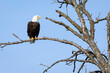 A Bald Eagle Perched in a Tree against a Blue Sky
