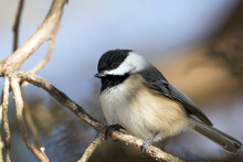 Close Up Of A Black Capped Chickadee Perched On A Tree Branch