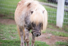  A Dapple Grey Miniature Horse Walking Toward The Camera With His Head Down. There Is Chicken Wire Fencing Behind Him.