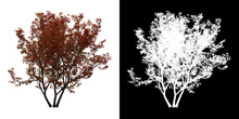 Left View Of Butterfly Japanese Maple Tree. PNG With Alpha Channel To Cutout. Made From 3D Model For Compositing.