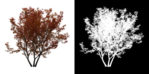 left view of butterfly japanese maple tree. png with alpha channel to cutout. made from 3d model for