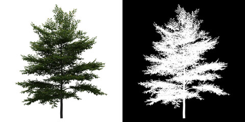 Wall Mural - Front view of Styrax Japonicus Tree. PNG with alpha channel to cutout. Made from 3D model for compositing.