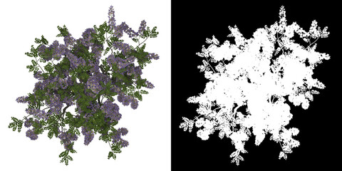 Wall Mural - Top view of Wisteria Floribunda Tree. PNG with alpha channel to cutout. Made from 3D model for compositing.