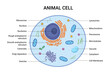 Vector illustration of the Animal cell anatomy structure. Educational infographic 