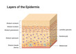 Vector illustration of Epidermis layers. Skin anatomy. Medical diagram